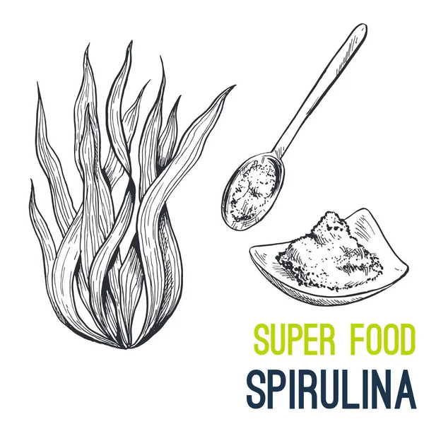 Spirulina. Super food hand drawn sketch vector — Stock Vector