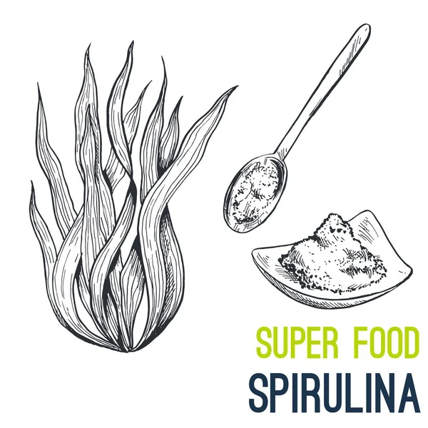 Espirulina. Super alimento dibujado a mano vector de boceto — Vector de stock