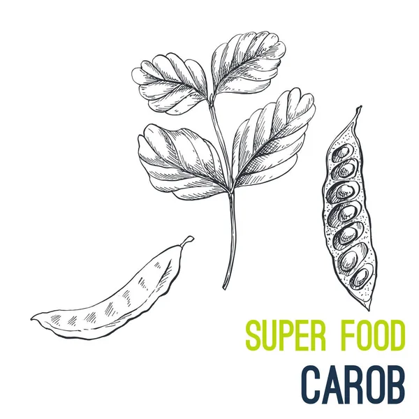 Carob. Vektor gambar tangan super makanan - Stok Vektor