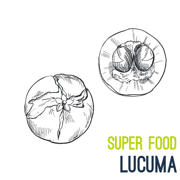 Lucuma, süper gıda el çizilmiş kroki vektör