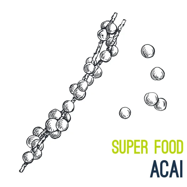 Acai. Super Food handgezeichneter Skizzenvektor — Stockvektor