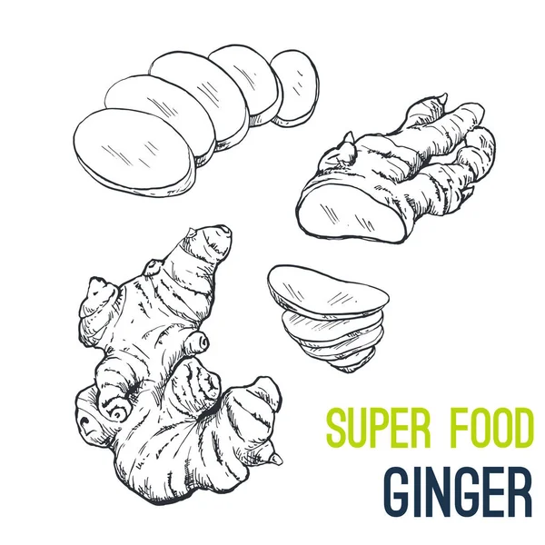 姜，超级食物手的素描画的矢量 — 图库矢量图片