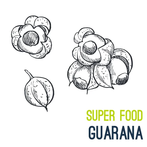 Guarana. Süper gıda el çizilmiş kroki vektör