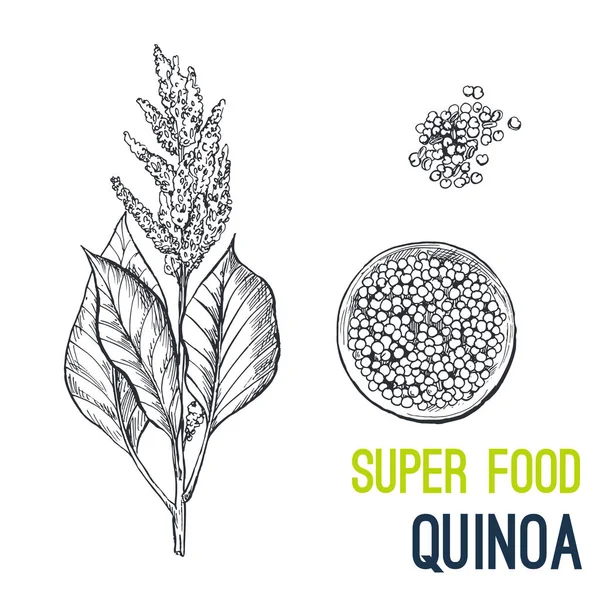 Quinoa. Vektor gambar tangan super makanan - Stok Vektor