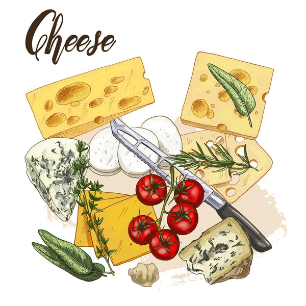 Full color realistic sketch illustration of cheese  with basil and cherry tomatoes, vector food illustration. — Stock Vector