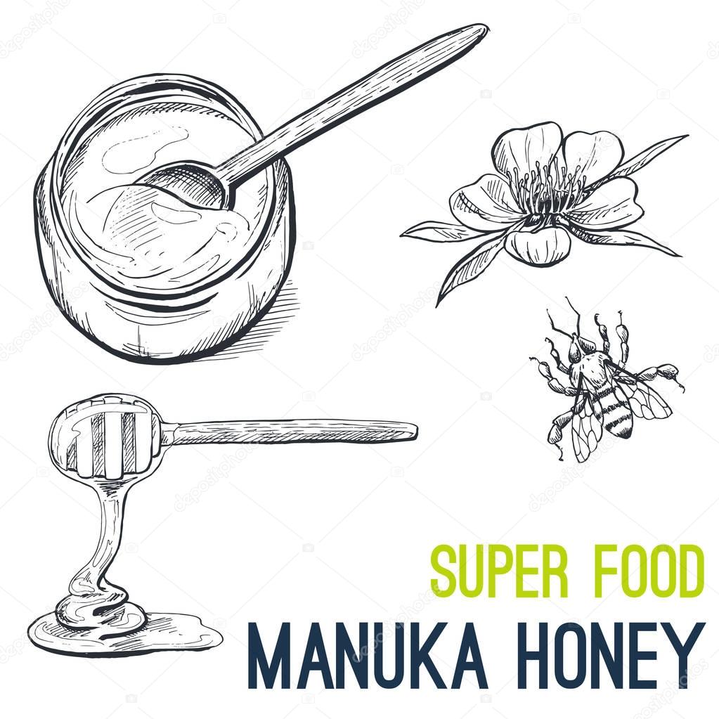Manuka honey, Super food hand drawn sketch vector