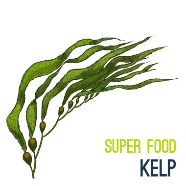 Tam renkli süper gıda el çizilmiş kroki 