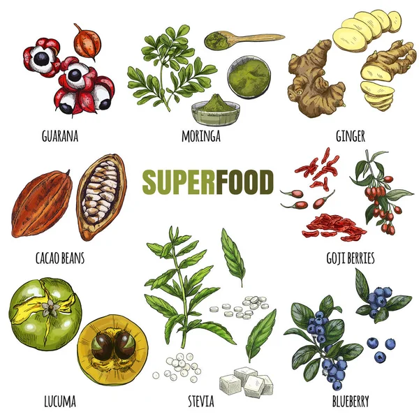 Superfood 설정합니다. 풀 컬러 현실적인 스케치 — 스톡 벡터