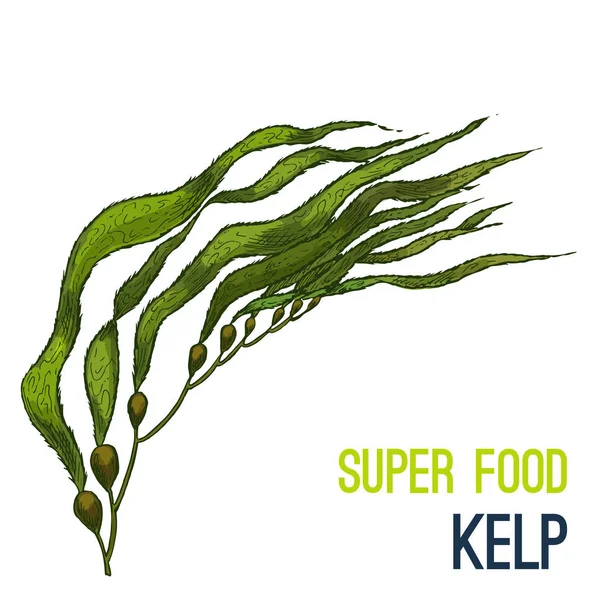 Tam renkli süper gıda el çizilmiş kroki 