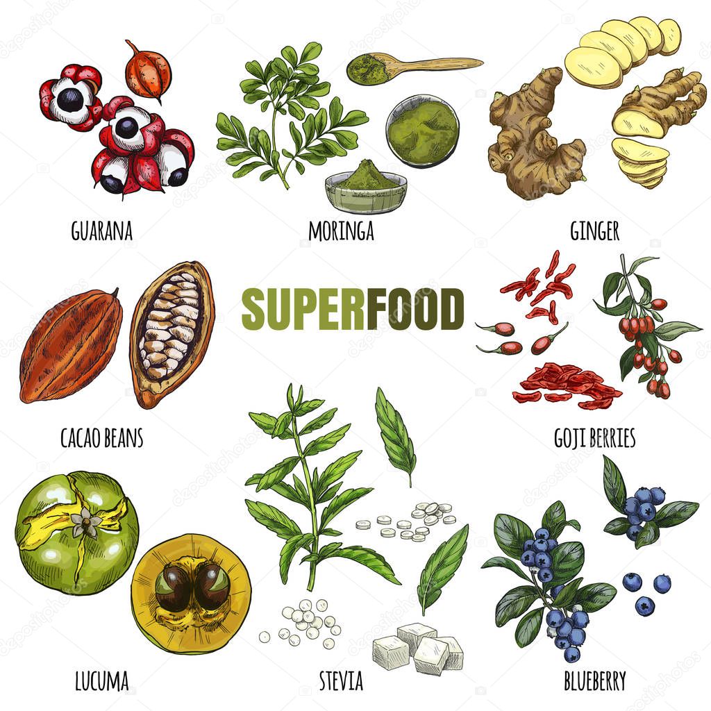 Superfood set. Full color realistic sketch