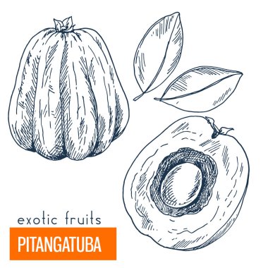 Pitangatuba. Çizilmiş vektör çizim el