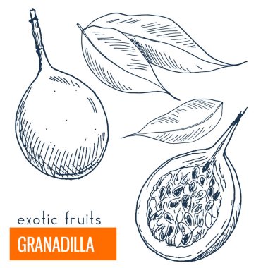 Granadilla. Çizilmiş vektör çizim el
