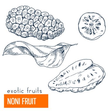 Noni. Çizilmiş vektör çizim el