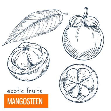 Mangosteen. Çizilmiş vektör çizim el
