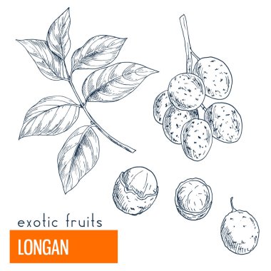 Longan. Çizilmiş vektör çizim el