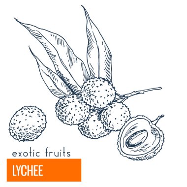 Lychee. Çizilmiş vektör çizim el