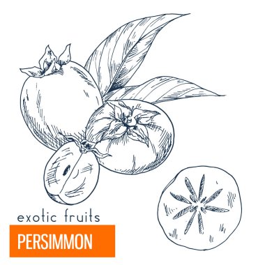 Trabzon hurması. Çizilmiş vektör çizim el