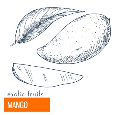 Mango. Çizilmiş vektör çizim el