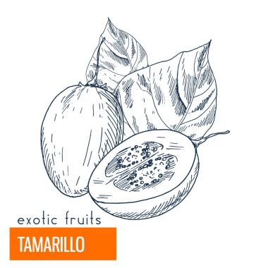 Tamarillo. Çizilmiş vektör çizim el