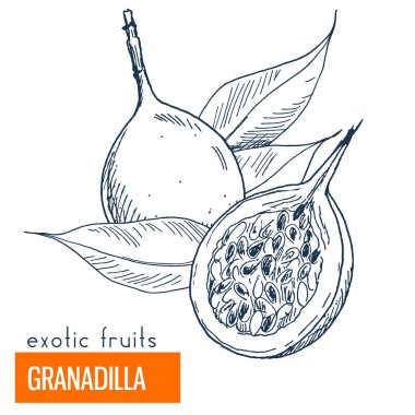 Granadilla. Çizilmiş vektör çizim el