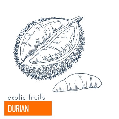 Durian. Çizilmiş vektör çizim el