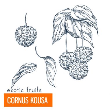 Cornus Kousa. Çizilmiş vektör çizim el