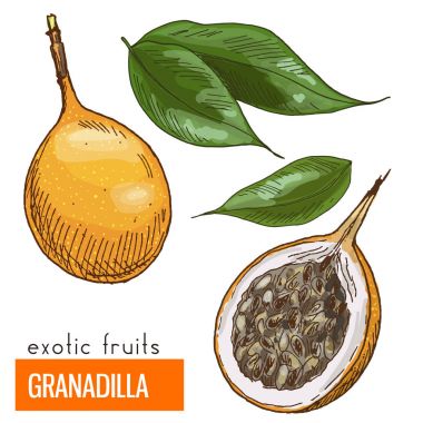Granadilla. Color vector illustration.