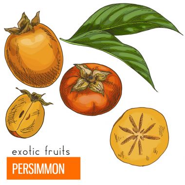 Trabzon hurması. Renk vektör çizim.