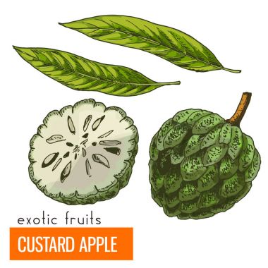 Muhallebi elma. Renk vektör çizim.