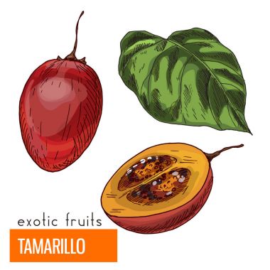 Tamarillo. Renk vektör çizim.