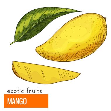 Mango. Renk vektör çizim.