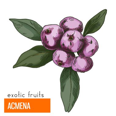 Acmena. Renk vektör çizim.