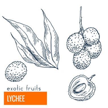 Lychee. Çizilmiş vektör çizim el