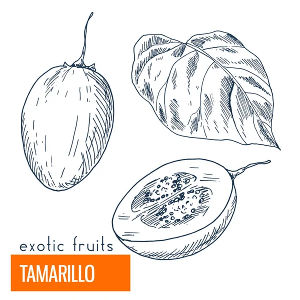 Tamarillo. Ilustração vetorial desenhada à mão —  Vetores de Stock