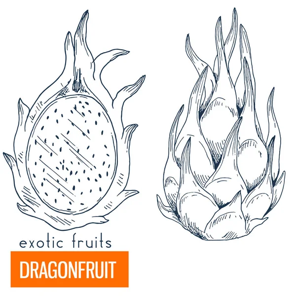 Drachenfrucht. handgezeichnete Vektor-Illustration — Stockvektor