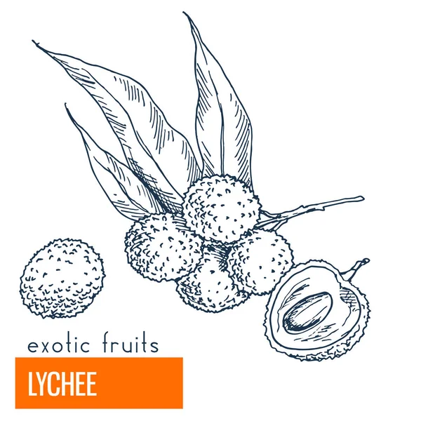 Lychee. Illustrazione del vettore disegnato a mano — Vettoriale Stock
