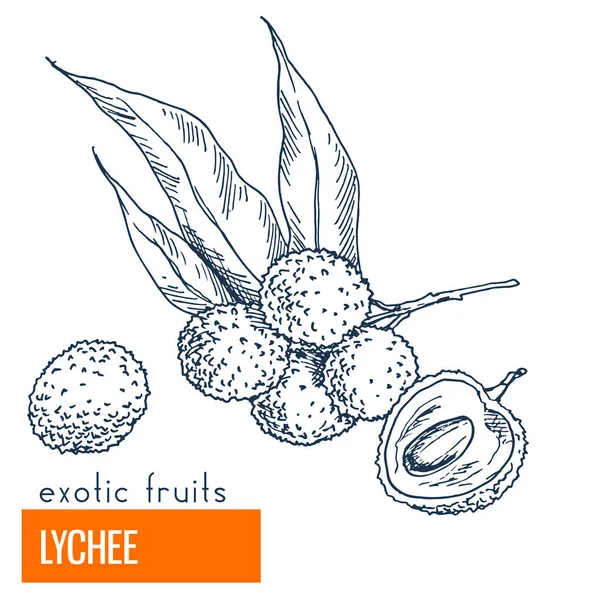 Lychee. Çizilmiş vektör çizim el