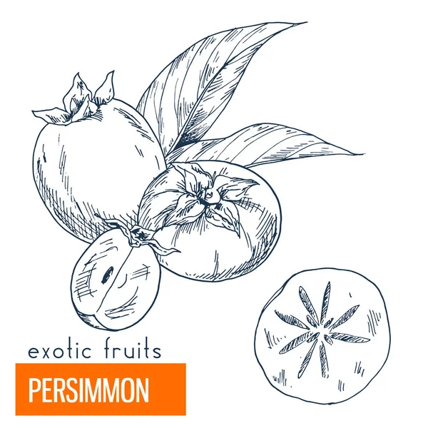 Trabzon hurması. Çizilmiş vektör çizim el