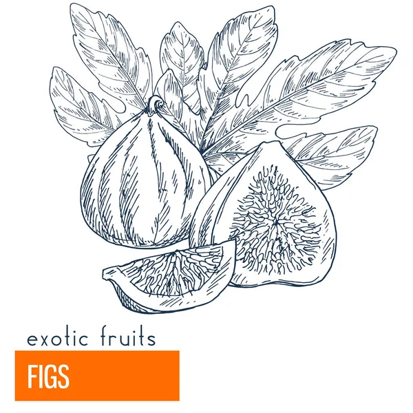 İncir. Çizilmiş vektör çizim el