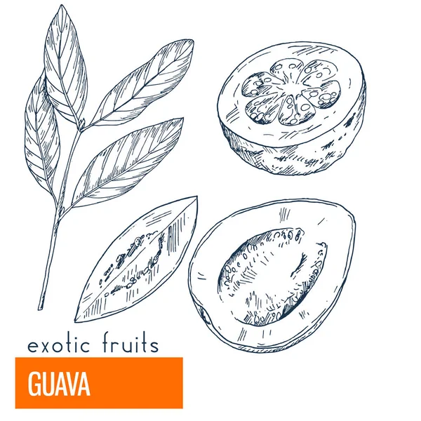 Guava. Çizilmiş vektör çizim el