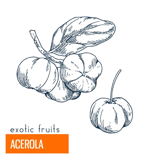 Acerola. Çizilmiş vektör çizim el