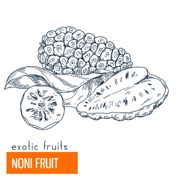 Noni. Çizilmiş vektör çizim el