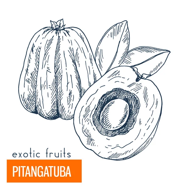 Pitangatuba. Çizilmiş vektör çizim el