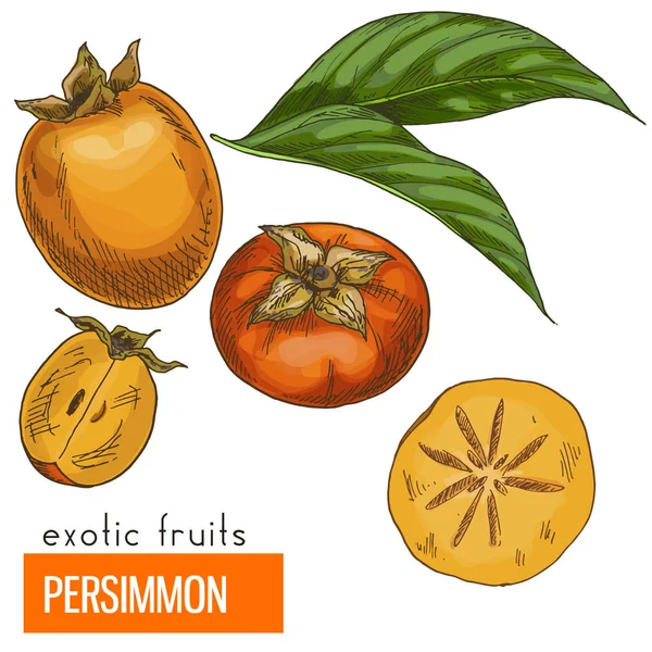 Trabzon hurması. Renk vektör çizim.