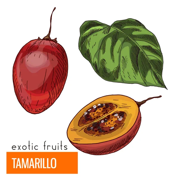 Tamarillo. Renk vektör çizim.