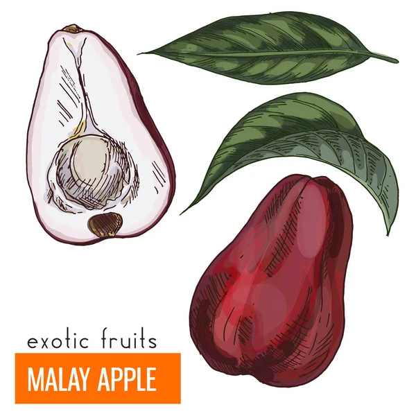 Malay elma. Renk vektör çizim.