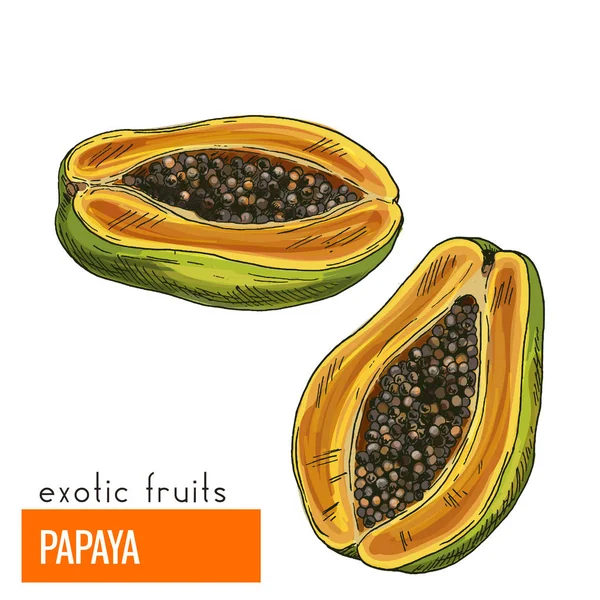 Papaya. Renk vektör çizim.