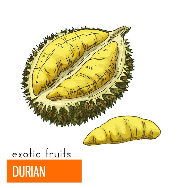 Durian. Ilustracja wektorowa kolor. — Wektor stockowy