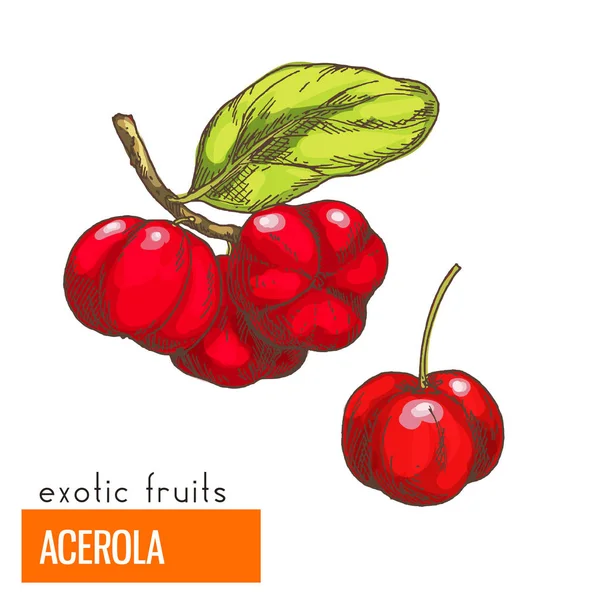 Acerola. Ilustración del vector de color . — Vector de stock