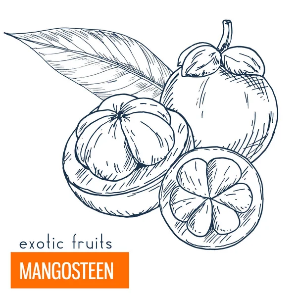Mangosteen. Çizilmiş vektör çizim el